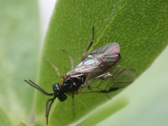 Sterictiphorinae
