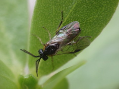 Sterictiphorinae