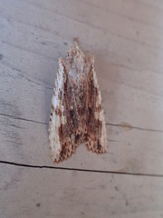 Lithophane signosa