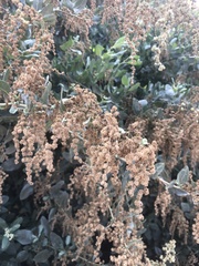 Atriplex lentiformis breweri