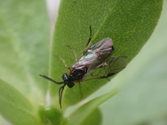 Sterictiphorinae