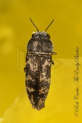 Acmaeodera neglecta neoneglecta