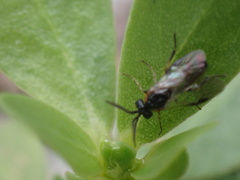 Sterictiphorinae