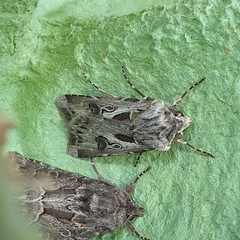 Agrotis vestigialis