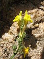 Linaria saxatilis