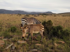 Equus zebra zebra