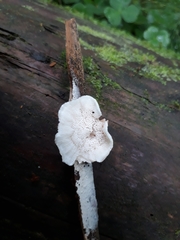 Osteina undosa