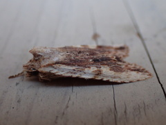 Lithophane signosa