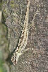 Anolis peraccae