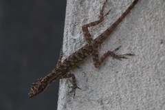Anolis peraccae