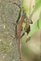 Anolis peraccae