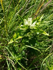 Gentiana alba