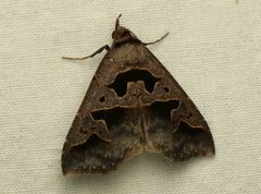 Tephriopis divulsa