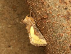 Thysanoplusia orichalcea