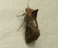 Thysanoplusia reticulata