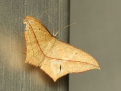 Timandra convectaria