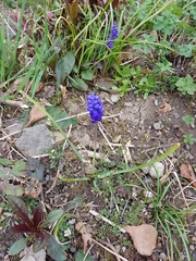 Muscari armeniacum