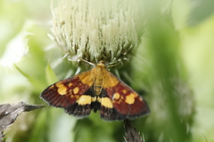 Pyrausta falcatalis