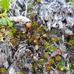 Rhizomarasmius epidryas