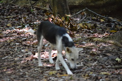 Canis familiaris