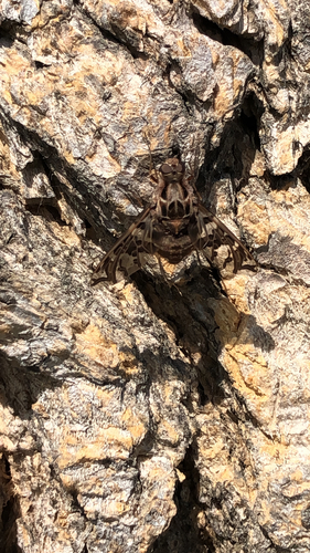 Xenox habrosus