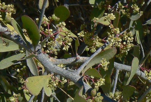 Gymnosporia senegalensis image