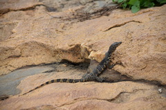 Varanus salvator salvator