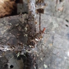 Melanohalea exasperata