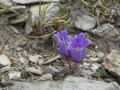 Campanula alpestris