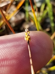 Eleocharis elliptica