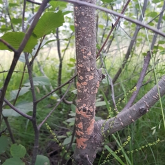 Peniophora aurantiaca