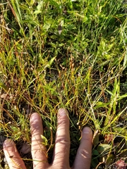 Eleocharis elliptica
