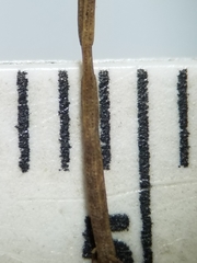 Eleocharis elliptica