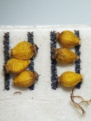 Eleocharis elliptica