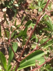 Macrosiphum valerianae