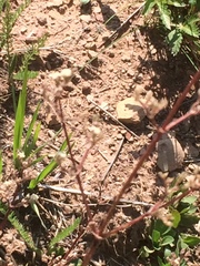 Macrosiphum valerianae