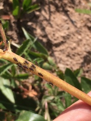 Macrosiphum valerianae