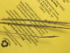 Schizachyrium tenerum