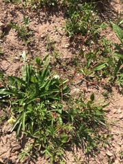 Macrosiphum valerianae