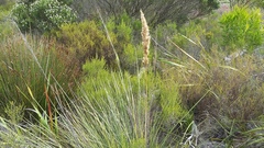 Capeochloa cincta cincta
