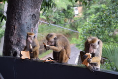 Macaca sinica