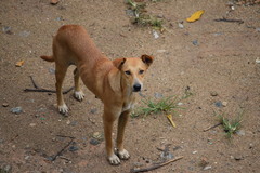 Canis familiaris