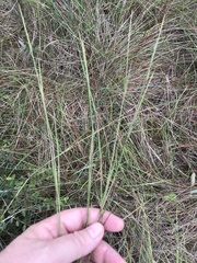 Schizachyrium tenerum