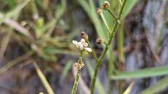 Drosera finlaysoniana