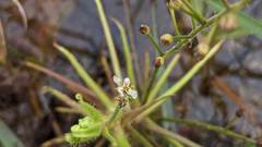Drosera finlaysoniana