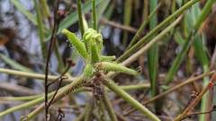 Drosera finlaysoniana
