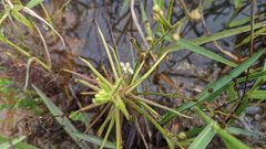 Drosera finlaysoniana