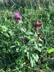 Centaurea phrygia