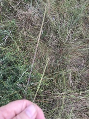 Schizachyrium tenerum