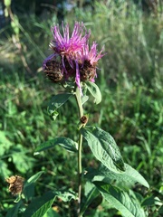 Centaurea phrygia